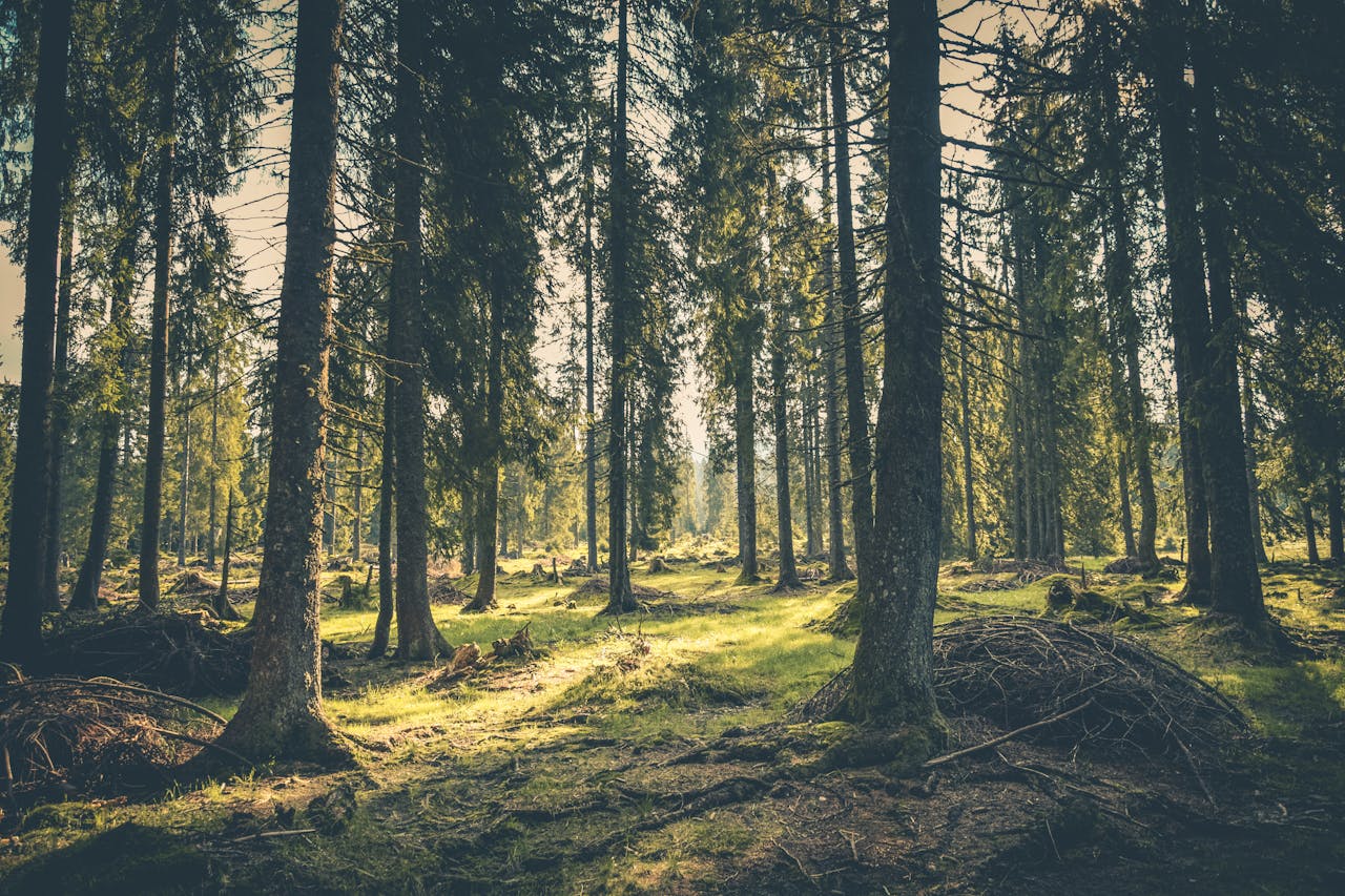 Wald Kiefern Sonne Sommer Wie alt werden Kiefern – Lebensdauer der Kiefernbäume