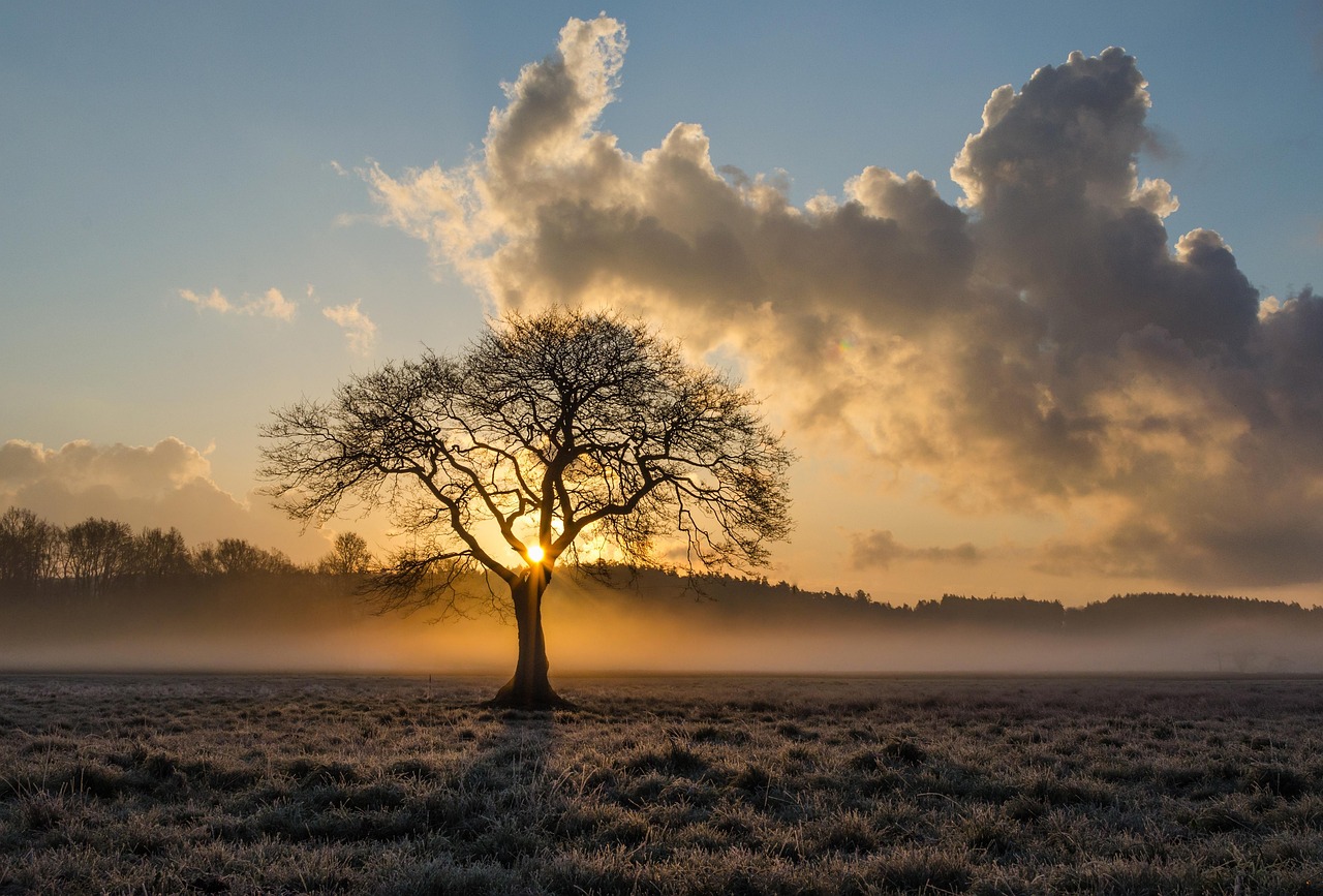 Baum Horizont Sonnenaufgang Eichenholz Steckbrief – Eigenschaften, Verwendung und Besonderheiten