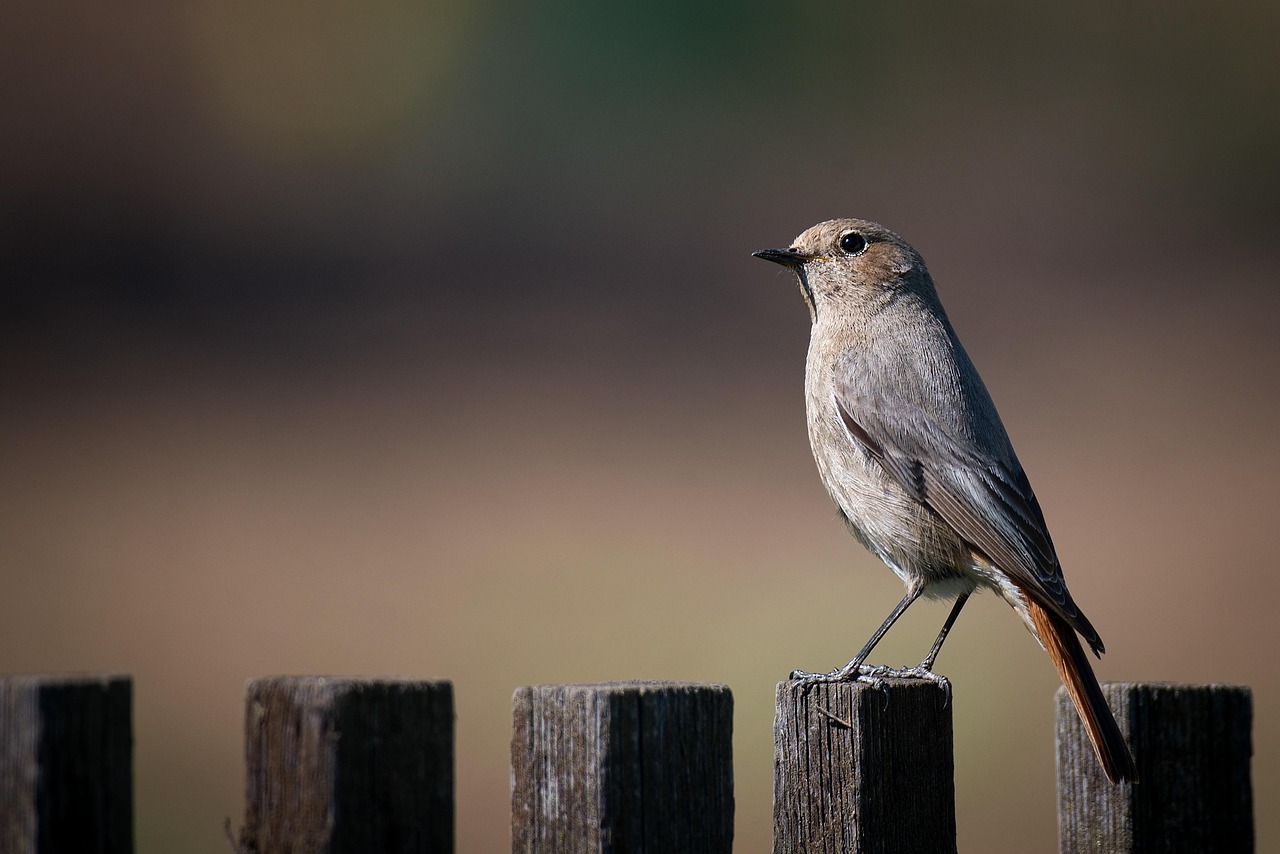 niedlicher Vogel sitzt auf Holzzaun Einzäunung des Gartens Was sollte man beachten
